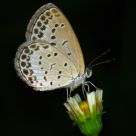 Pale Grass Blue