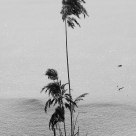 Reed