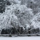 Winter Storm