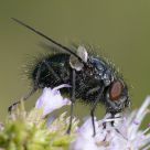 fly