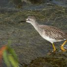 Yellowleg late Fall feeding