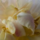 Yellow tulip