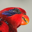 The Talker