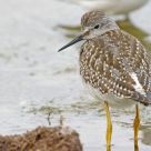 Lesser Yellowleg Close up 2