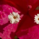 Two white eyes