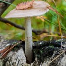 The birch inhabitant