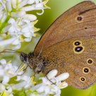The Butterfly