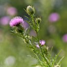 Cirsium altissimum
