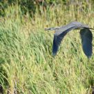 Flight