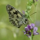 Melanargia galathea
