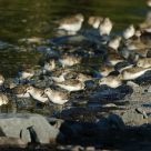 Plovers recess time.