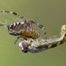 striped prey