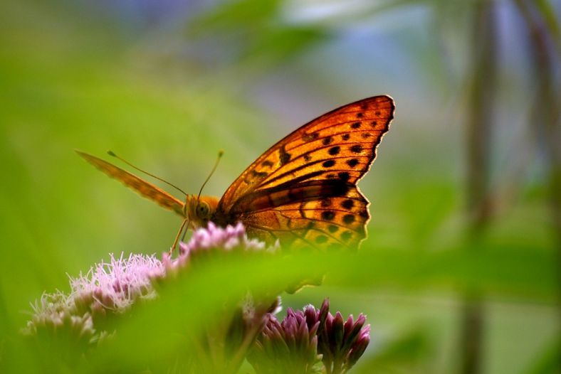 Butterfly