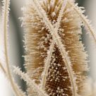 Morning Frost