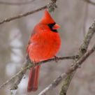 Cardinal