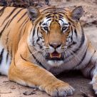Tigress