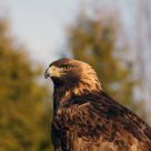 Aigle Royal