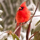 Snow Bird 36