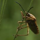 Shield bug