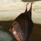 .Rhinolophus hipposideros #3