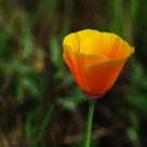 Early Poppy Bloom