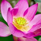 Flor de loto