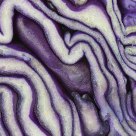 Red cabbage slice