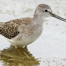Yellowleg foodstuff