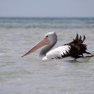 Pelican in Emu Bay