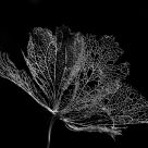 Fragile