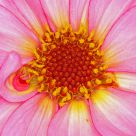 Dahlia heart