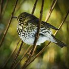 Song Thrush