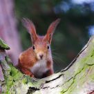 Red squirrel