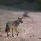 Golden Jackal
