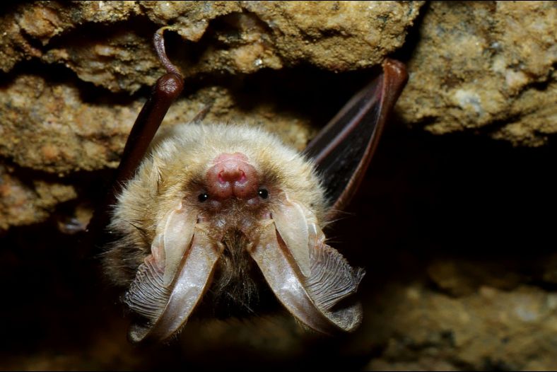.Plecotus auritus