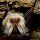.Plecotus auritus