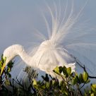 Great White Egret