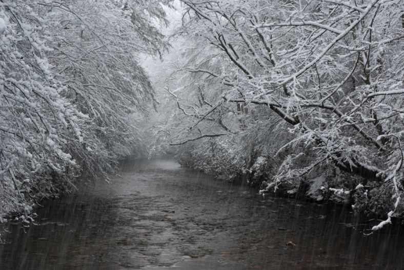 Davidson River