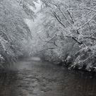 Davidson River