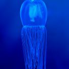 Something Blue