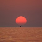 Sun and Gull