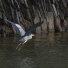 Grey heron, Lough Hyne