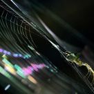 The sun catched in a wobweb