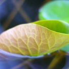 emergence