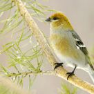 Pine Grosbeak