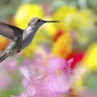 Hummingbird Among the Flowers