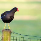 Gallinula Chloropus