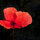 Backlight red