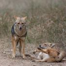 Courting Jackals