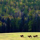 Camels